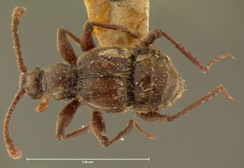 Media type: image;   Entomology 6118 Aspect: habitus dorsal view